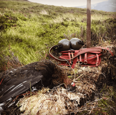 Grousejagt Skotland