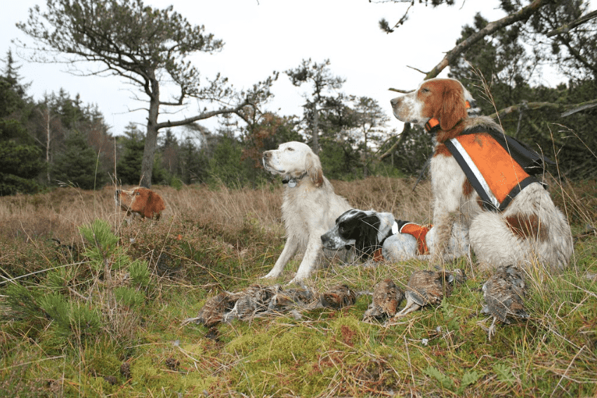 En god sneppejagtdag