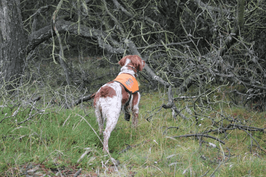 Jagthunden Kenzo i stand