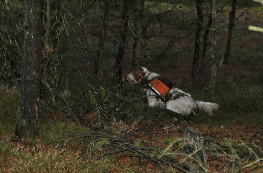 Jagthund stand i skovbunden