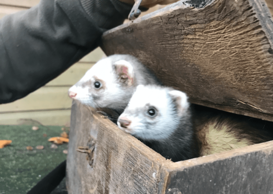 Kaninjagt med fritter