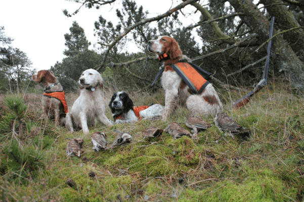 Sneppejagt over stående hund