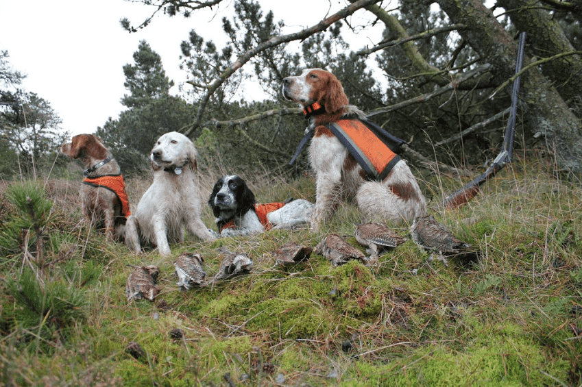 Sneppejagt over stående hund
