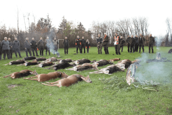 Trykjagt dåvildt Sydvesthimmerlands dåvildtlaug