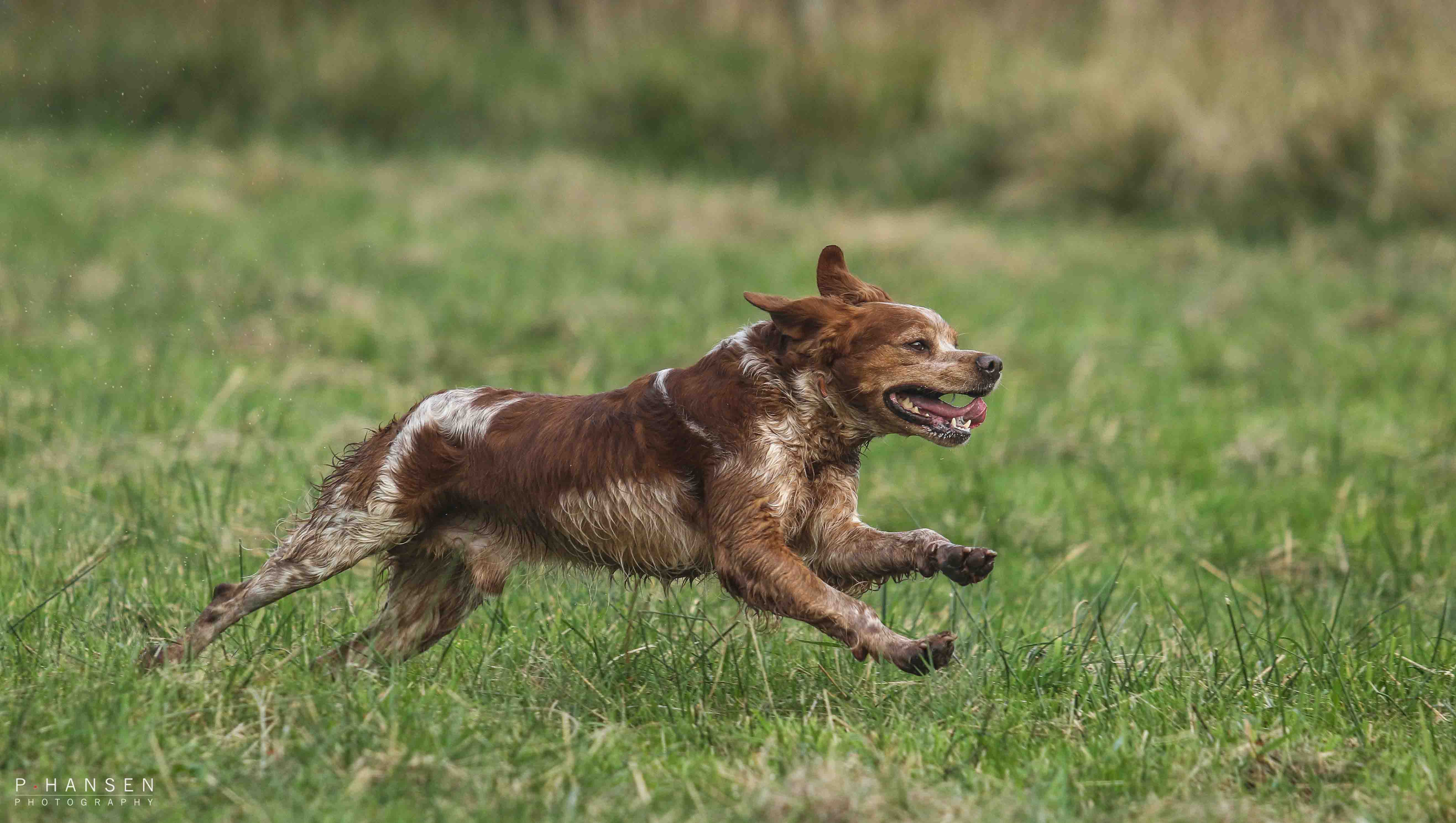 breton på hønsejagt