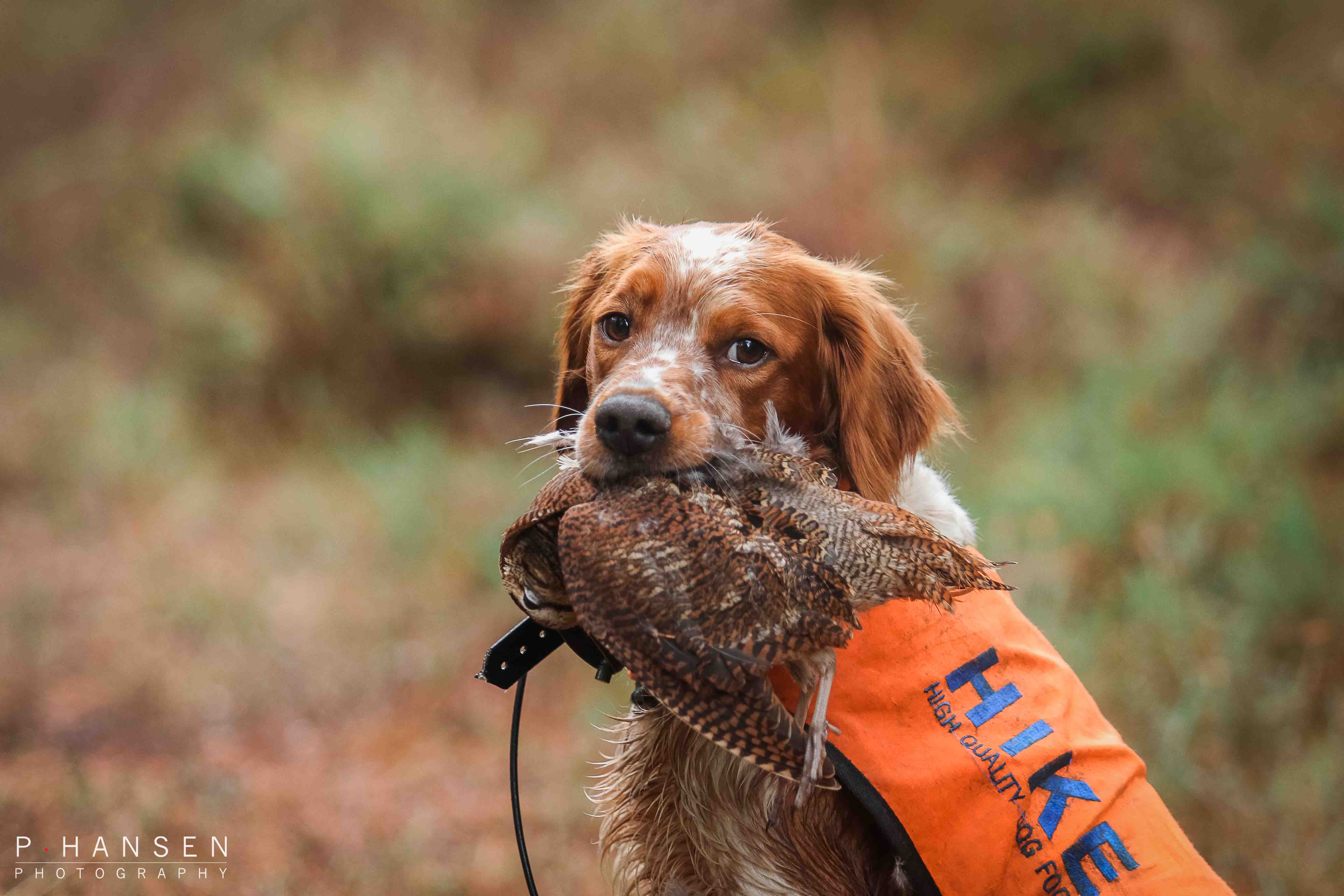 breton en en charmerende fransk fuglehund med stor alsidighed