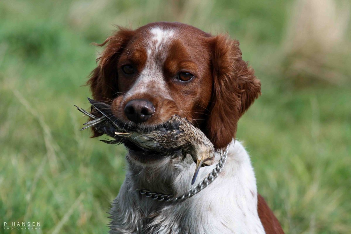 Breton'en en charmerende fransk fuglehund med alsidighed