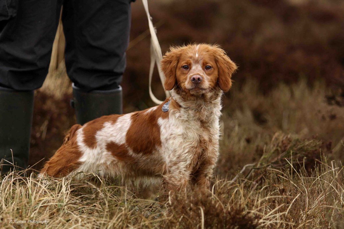 Breton'en en charmerende fransk fuglehund med alsidighed