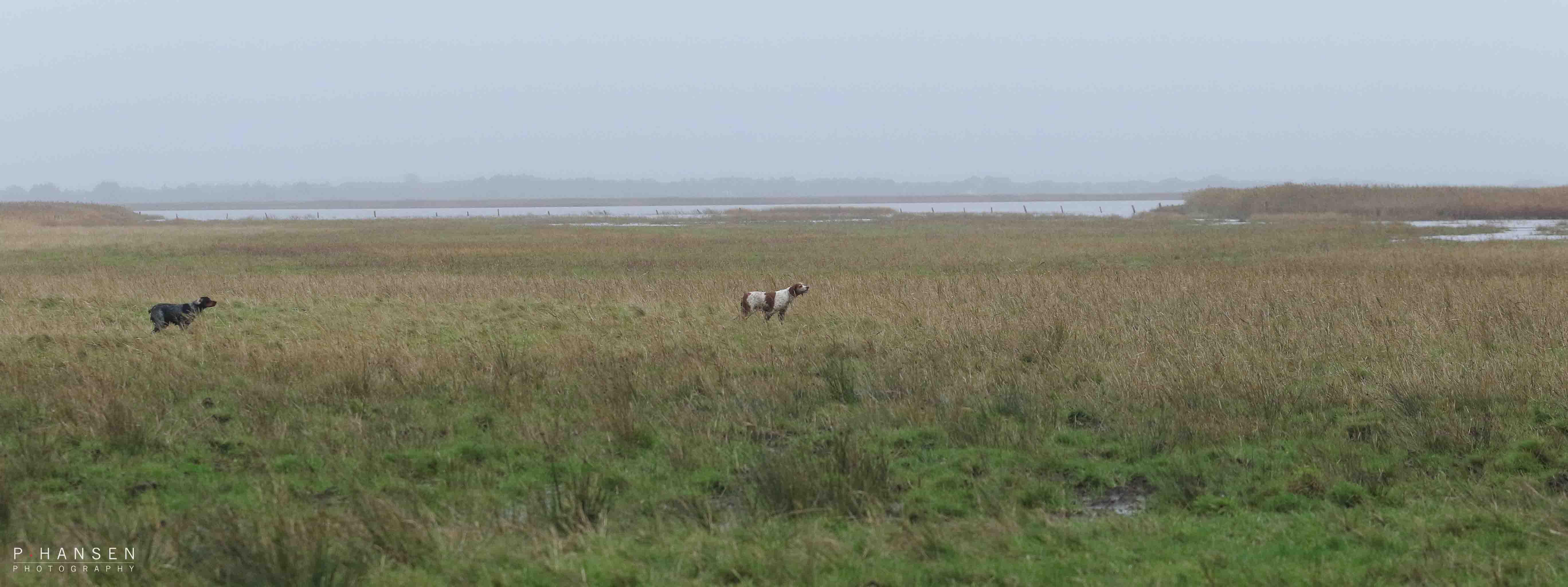 Sekundering bekkasiner