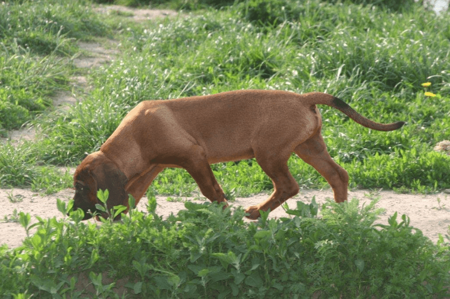 Schweisshundehvalp på sporet