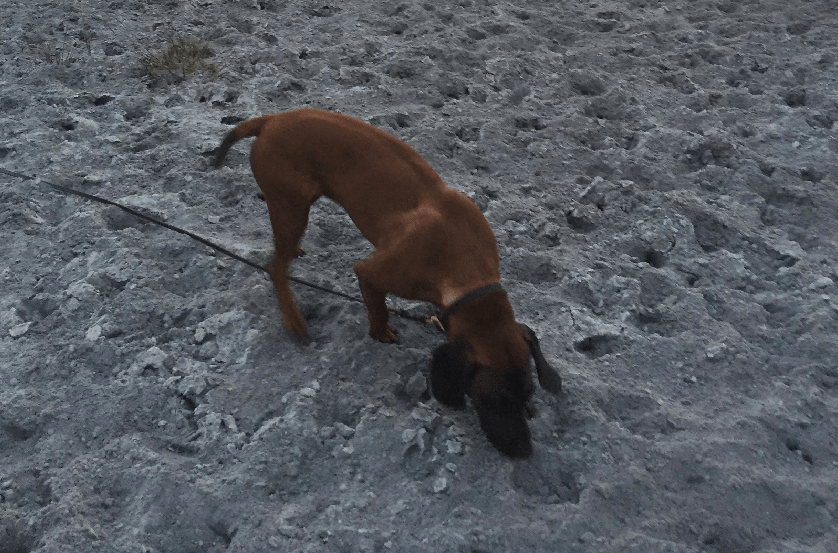 Sweisshunde tilvæning frisk kronvildt