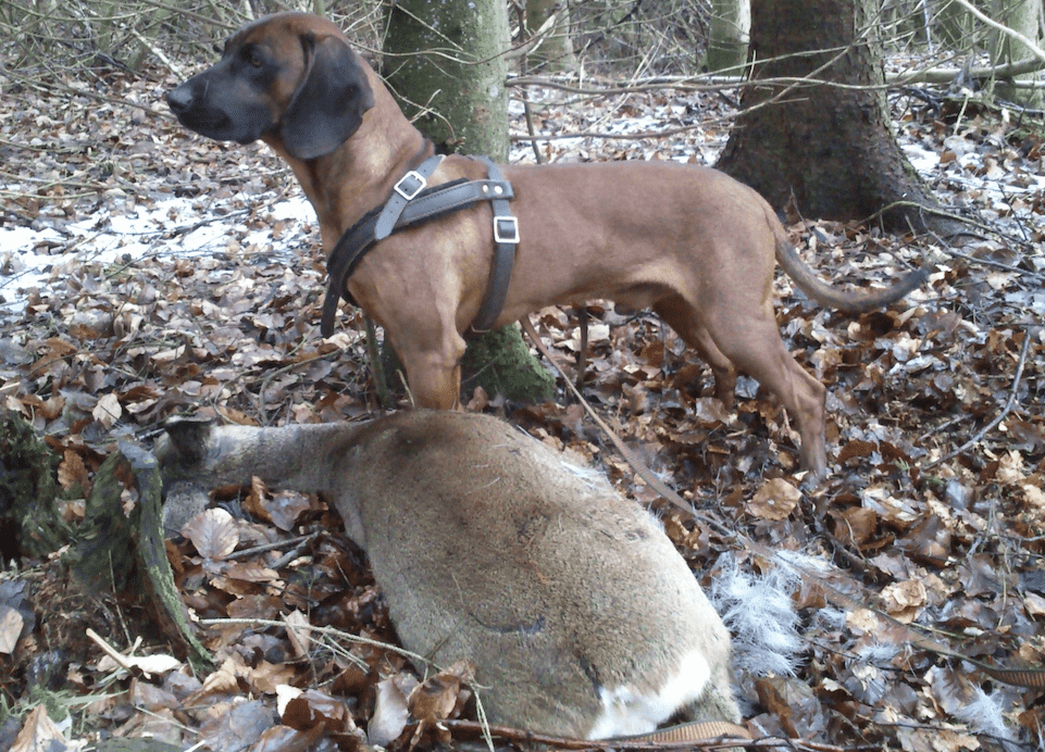 Schweisshund eftersøgning-2