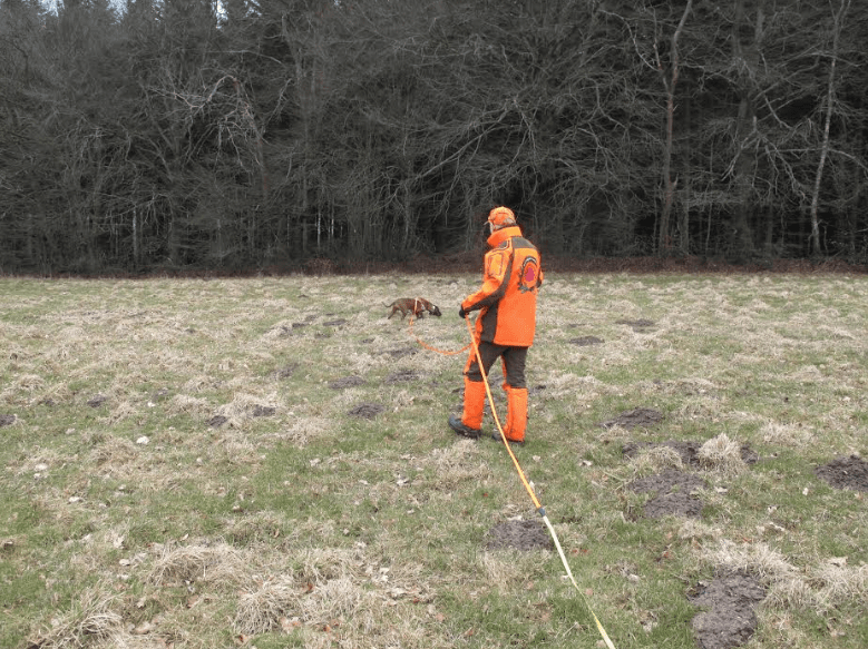 Schweisshunde træning
