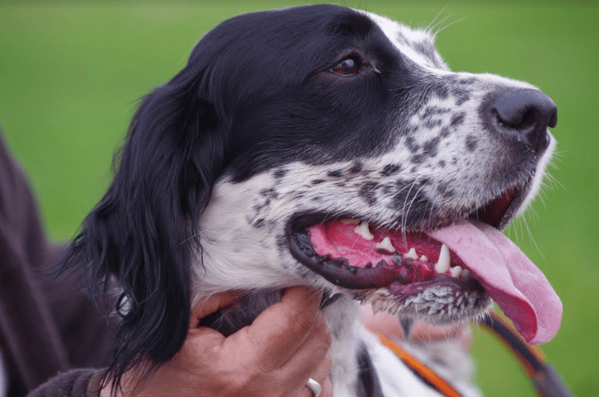 Jagthund Engelsk Setter