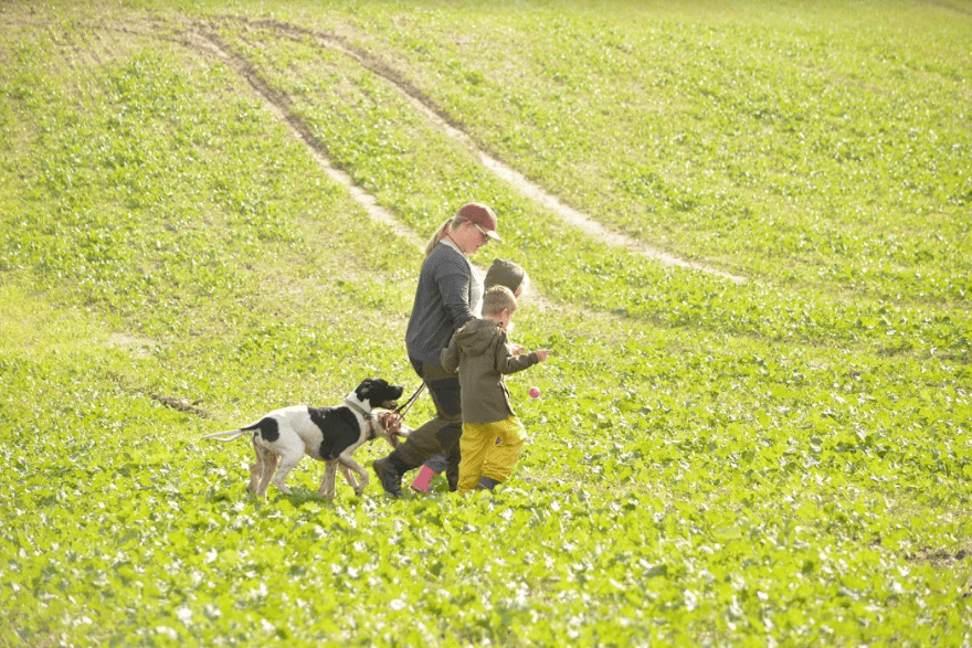 pointer hund egenskaber