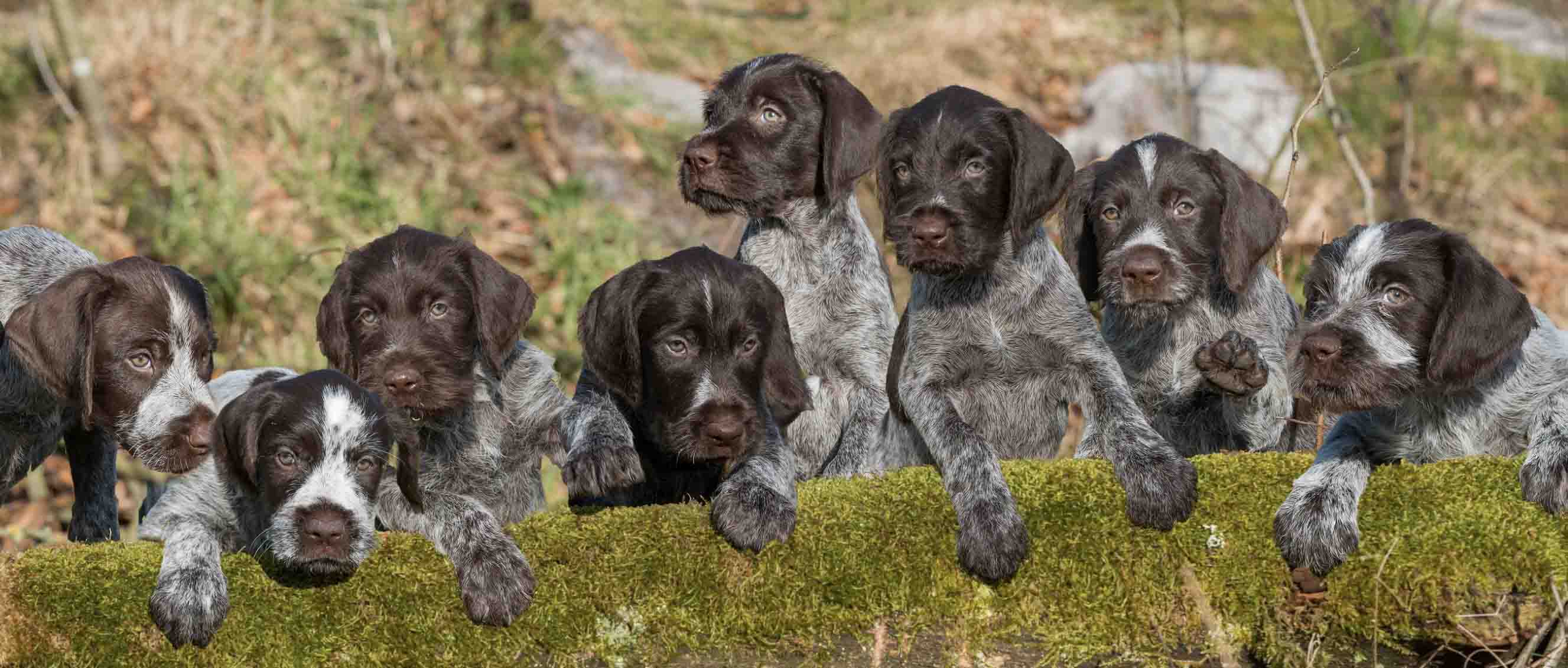 Jeg er stolt serviet Spole tilbage Den ruhårede hønsehund - læs raceportrættet her!